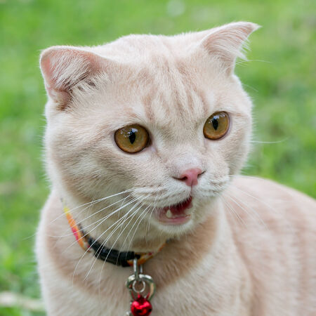 Scottish Fold catの写真素材