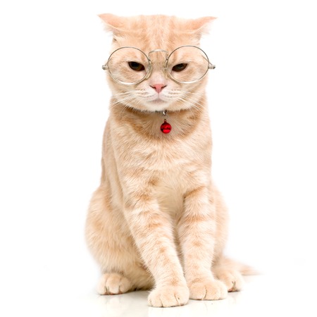 Scottish Fold catの写真素材