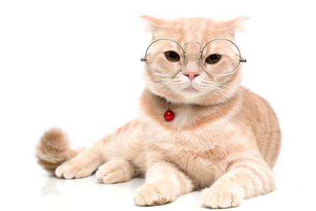 Scottish Fold catの写真素材