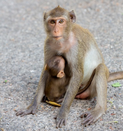 monkey familyの写真素材
