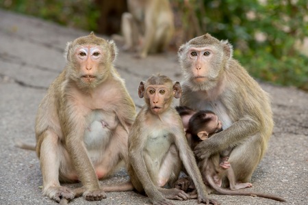monkey familyの写真素材
