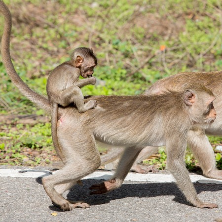 monkey familyの写真素材