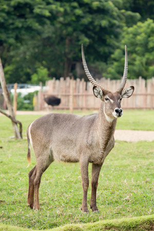 wildlifeの写真素材
