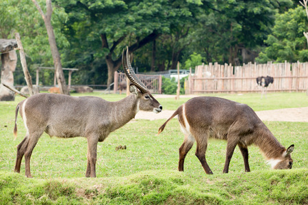 wildlifeの写真素材