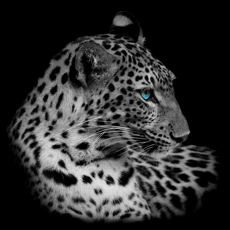 tigerの写真素材
