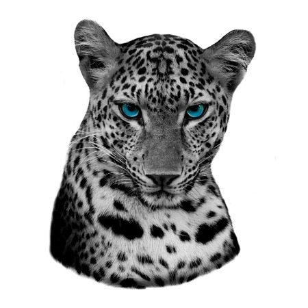 black and white tiger
