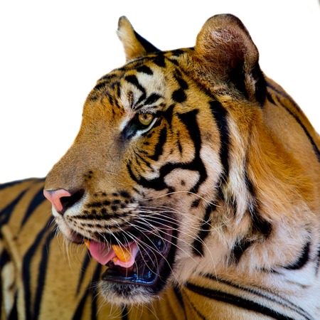 tigerの写真素材