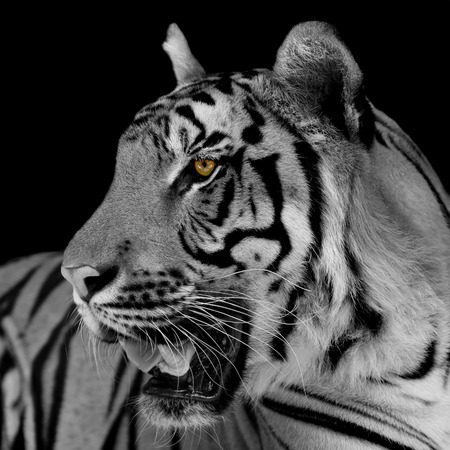 black and white tiger