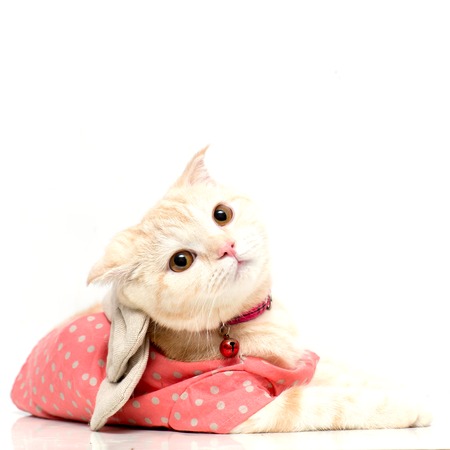 Scottish Fold catの写真素材