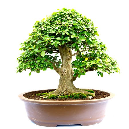 bonsai tree isolated on whiteの写真素材
