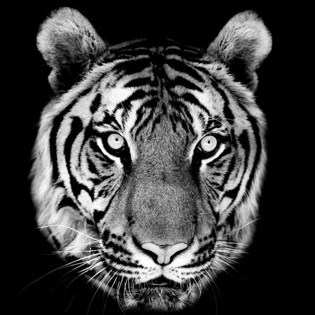 tigerの写真素材