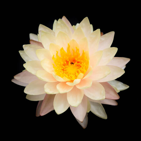 beautiful waterlily or lotus flower isolated on blackの写真素材