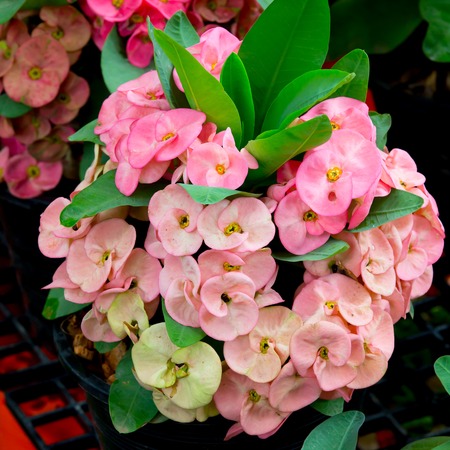 Crown of thorns flowersの写真素材
