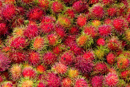 Rambutan - Tropical Fruits Rambutanの写真素材