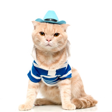 Scottish Fold catの写真素材