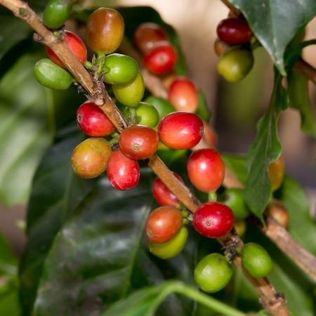 Coffee beans ripening on treeの写真素材