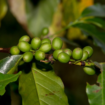 Coffee beans ripening on treeの写真素材