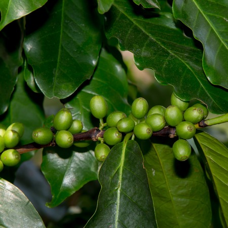 Coffee beans ripening on treeの写真素材