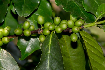 Coffee beans ripening on treeの写真素材