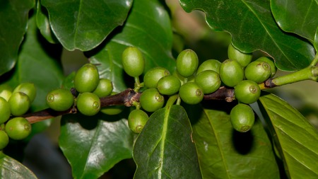 Coffee beans ripening on treeの写真素材