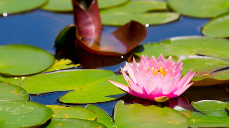 beautiful waterlily or lotus flowerの写真素材
