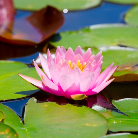 beautiful waterlily or lotus flowerの写真素材