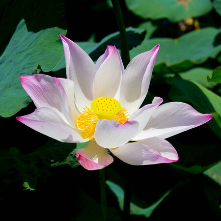 beautiful waterlily or lotus flowerの写真素材