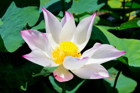 beautiful waterlily or lotus flowerの写真素材