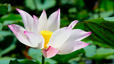 beautiful waterlily or lotus flowerの写真素材
