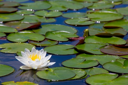 beautiful waterlily or lotus flowerの写真素材