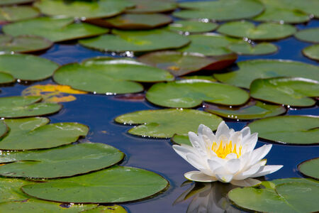 beautiful waterlily or lotus flowerの写真素材
