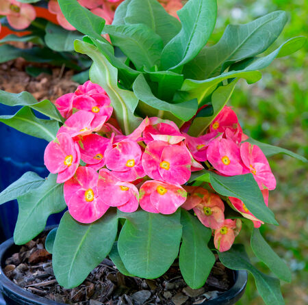 Crown of thorns flowersの写真素材