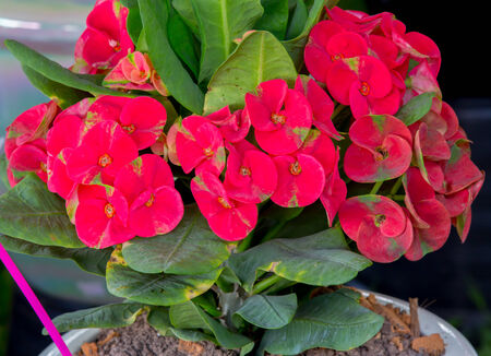 Crown of thorns flowersの写真素材