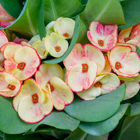 Crown of thorns flowersの写真素材