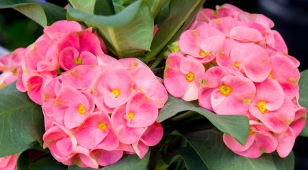 Crown of thorns flowersの写真素材