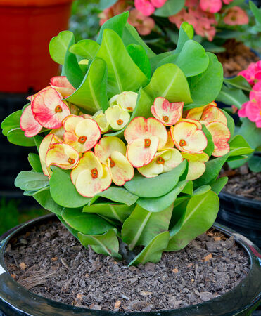 Crown of thorns flowersの写真素材