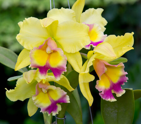 yellow orchid flowerの写真素材