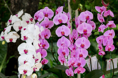 white and pink  orchid flowerの写真素材