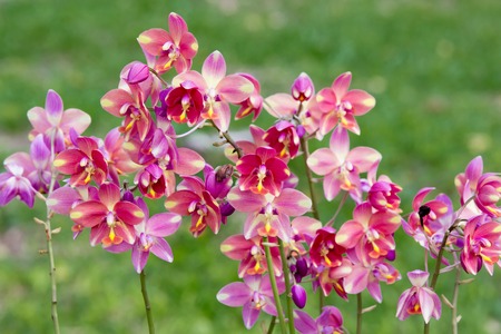 pink  orchid flowerの写真素材