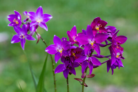 purple  orchid flowerの写真素材