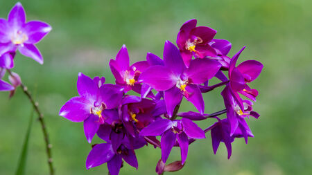 purple  orchid flowerの写真素材