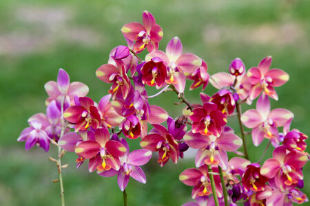 pink  orchid flowerの写真素材