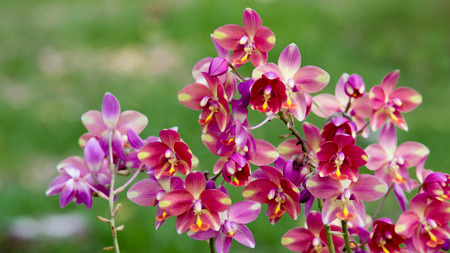 pink  orchid flowerの写真素材