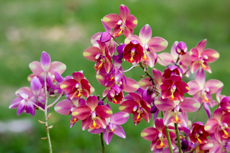 pink  orchid flowerの写真素材