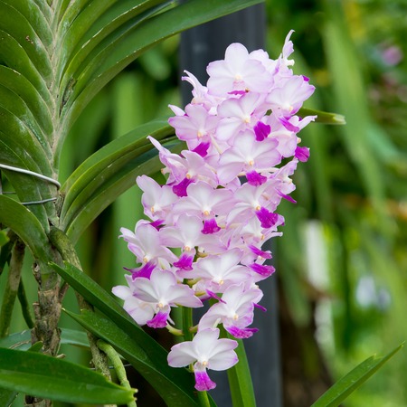white and pink  orchid flowerの写真素材