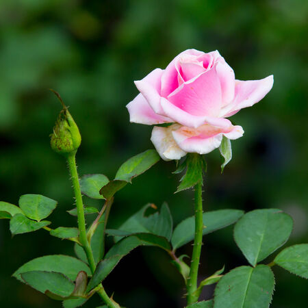 Beautiful pink rose in a gardenの写真素材
