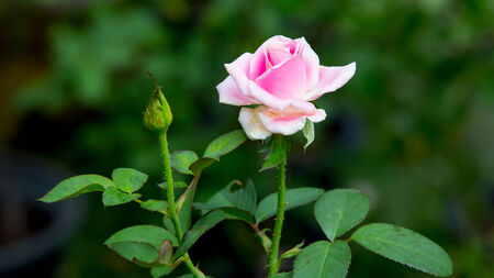 Beautiful pink rose in a gardenの写真素材