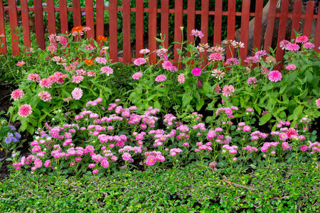 colorful flower in the gardenの写真素材