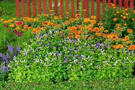 colorful flower in the gardenの写真素材