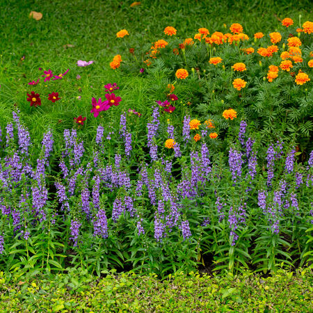 colorful flower in the gardenの写真素材